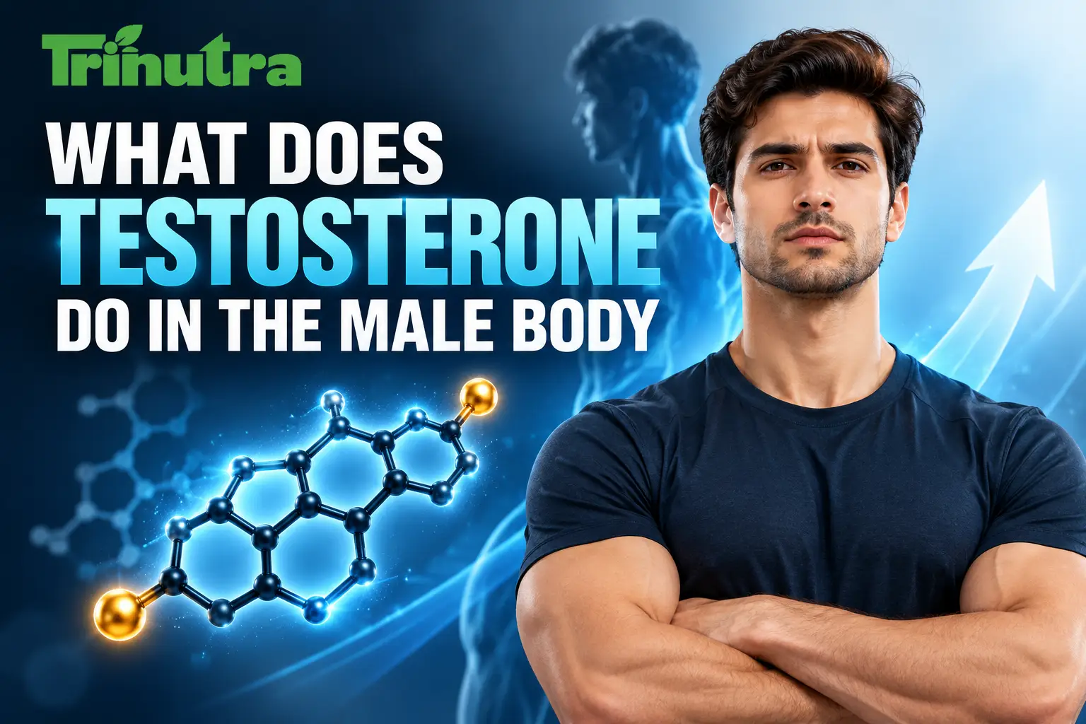 What Does Testosterone Do to the Male Body?